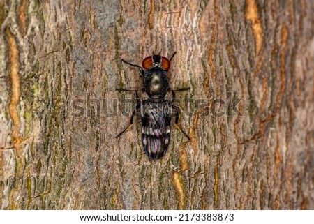 Adult Picture-winged Fly of the Family Ulidiidae