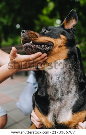 Male professional doctor veterinarian shows a large scar on the neck of a beautiful rottweiler dog after spinal surgery in the rehabilitation period. Animal photography.
