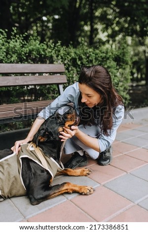 A female veterinarian, a doctor helps a Rottweiler dog in a special corset to recover from an operation while sitting in the park. Animal photography.