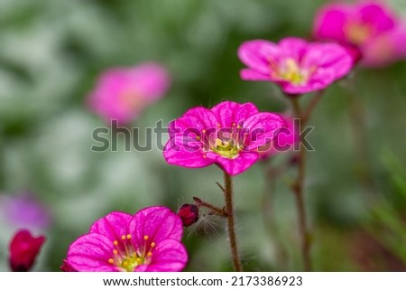 Blooming pink saxifrage flower on a sunny spring day macro photography. Garden rockfoils flower with bright pink petals in springtime. Saxifrage plant floral background.