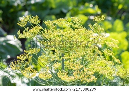Background with dill umbel close-up. garden plant. Fragrant dill on a bed in the garden. Growing dill. Dill in the garden. Umbrella aromatic Eurasian plant Royalty-Free Stock Photo #2173388299