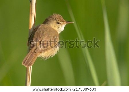 Blyth's reed warbler (Acrocephalus dumetorum)
