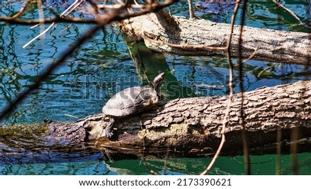 Pond slider (Trachemys scripta), at the river. Invasive species in Europe. Spring season Royalty-Free Stock Photo #2173390621