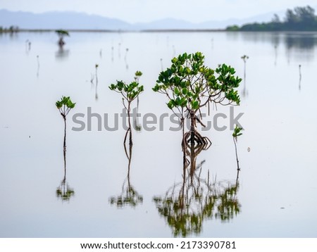 young mangrove  on water iriomote island