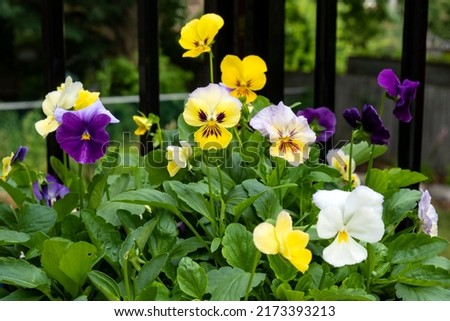 Closeup of Colorful Pansies Smiling in the Sun