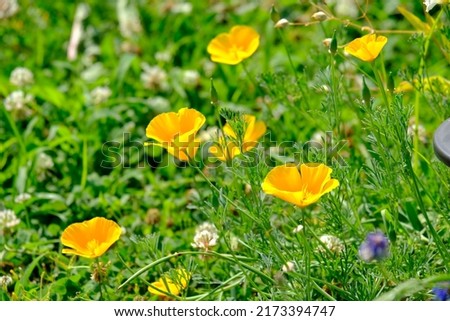 Close up photo of Yellow poppy with a few cornflower. 