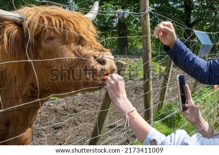 Highland cattle or Highland cow it's a Scottish breed of rustic cattle. It originated in the Scottish Highlands and the Outer Hebrides islands of Scotland and has long horns and a long shaggy coat. Royalty-Free Stock Photo #2173411009