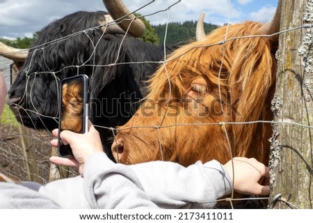 Highland cattle or Highland cow it's a Scottish breed of rustic cattle. It originated in the Scottish Highlands and the Outer Hebrides islands of Scotland and has long horns and a long shaggy coat. Royalty-Free Stock Photo #2173411011