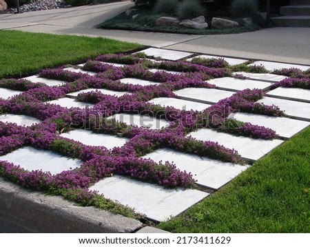 creeping thyme, blooming purple flowers, growing in-between stepping stones Royalty-Free Stock Photo #2173411629