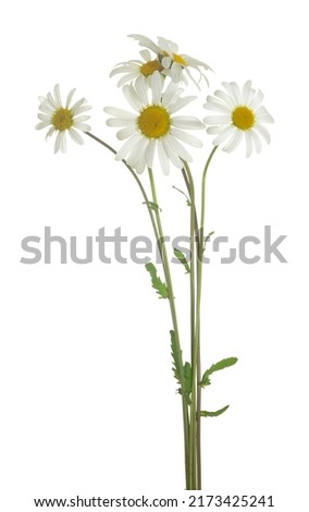 Blooming oxeye daisies, Leucanthemum vulgare isolated on white background Royalty-Free Stock Photo #2173425241
