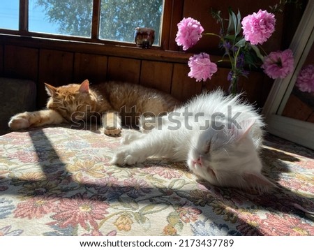 Two cats bask in the morning sun on the veranda.  Red and white cat