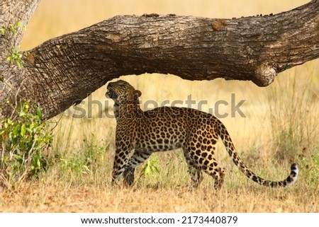 Female leopard marking her territory on a tree in the grass plain of Sri Lankan wildes. 

Pictures taken at Wilpaththu national park, Sri Lanka.