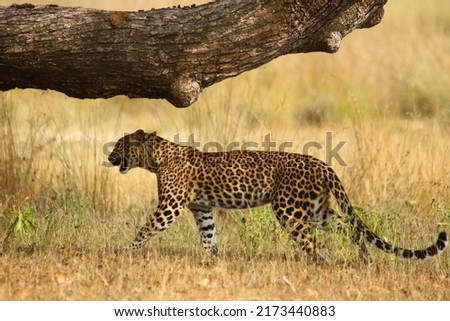 Female leopard marking her territory on a tree in the grass plain of Sri Lankan wildes. 

Pictures taken at Wilpaththu national park, Sri Lanka.