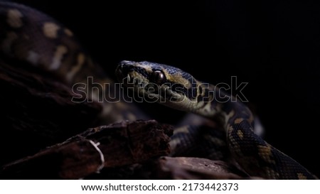 Carpet Python (Papua) also known as Morelia Spilota Imbricata is one of the many species of Pythons. It's look looks very fierce, firm and authoritative, but it has beautiful skin.