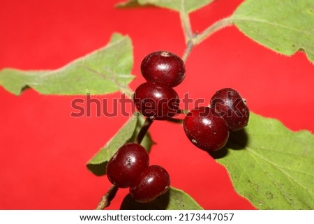 Wild red fruits close up botanical background lonicera xylosteum family caprifoliaceae high quality big size prints