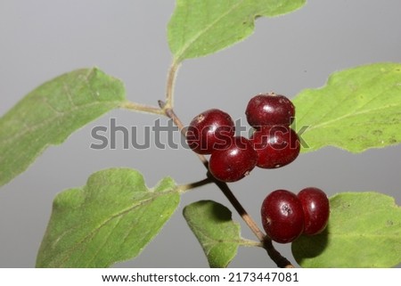 Wild red fruits close up botanical background lonicera xylosteum family caprifoliaceae high quality big size prints