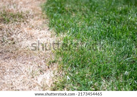 Visible distinction between healthy lawn and chemical burned grass.  Royalty-Free Stock Photo #2173454465