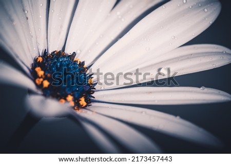 Close-up of a white dimorphoteca on a shiny blurred background. Selective focus with shallow depth of field.