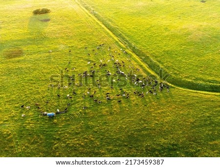 Cow on sunset. Cows graze on field with green grass at farm. Aerial view of a farm field with cow grazes eating grass to make fresh milk. Floating farms in field. Cows on sunrise. Cow and bull. Royalty-Free Stock Photo #2173459387