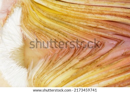 Macro Artichoke flower edible bud cross cut section. Close-up picture of artichoke core. Artichoke flower texture, macro.