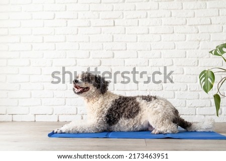 Pet care. Cute mixed breed dog lying on cool mat in hot day looking up, white brick wall background, summer heat Royalty-Free Stock Photo #2173463951