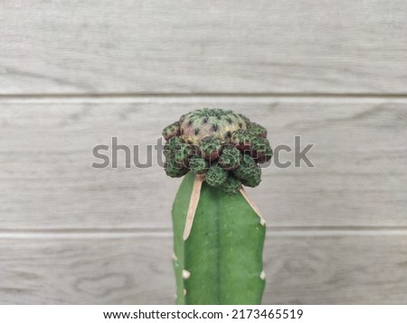 Grafted cactus plants.Grafting cactus dragon fruit.Rootstock cactus grafting.Cactus propagation by grafting concept. Royalty-Free Stock Photo #2173465519