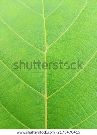 Cool leaf texture, suitable for background