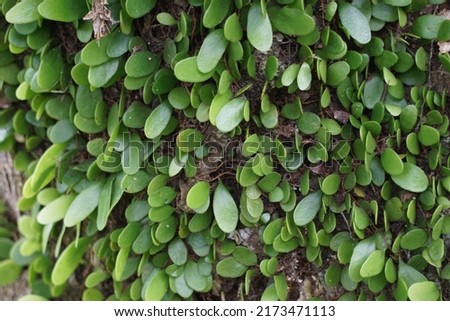 Pyrrosia rupestris (also called the rock felt fern) on the tree