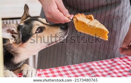 Happy Thanksgiving Day. Autumn feast. Animal allergy.man preparing thanksgiving dinner at home kitchen, giving a dog a piece of pumpkin pie to try