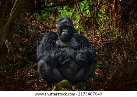 Rwanda mountain gorilla. Gorilla - wildlife forest portrait . Detail head primate portrait with beautiful eyes. Wildlife scene from nature. Africa. Mountain gorilla monkey ape, Virunga NP.  Royalty-Free Stock Photo #2173487049