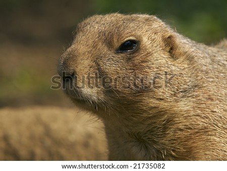 Prairie dog (Cynomys ludovicianus)