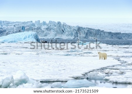 Female polar bear (Ursus maritimus) walking on pack ice, Spitsbergen Island, Svalbard Archipelago, Norway Royalty-Free Stock Photo #2173521509