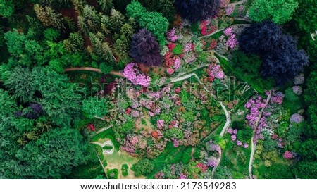 Aerial top down view of colorful blooming rhododendron shrubs among the trees in the Oasi Zegna, natural area and tourist attraction in Piedmont, Italy. Natural background, drone photography.