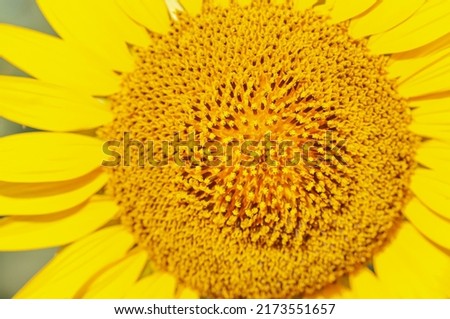 sunflower detail plan stock photography, wonder of creation,nice screensaver, for the mobile phone, 