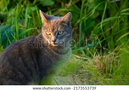 A beautiful male tabby cat sitting in the evening sunshine with long grass in background