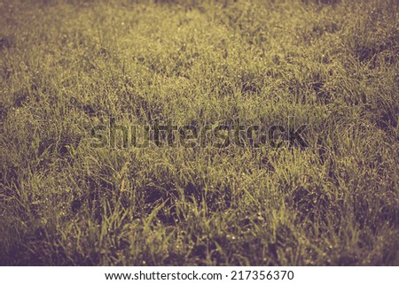vintage grass photo