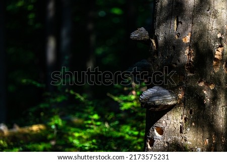 A close-up of an old, dark, primeval forest with the copy space area. Bieszczady National Park, Carpathians, Poland.