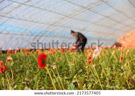 farmers take care of Gerbera in a greenhouse, North China