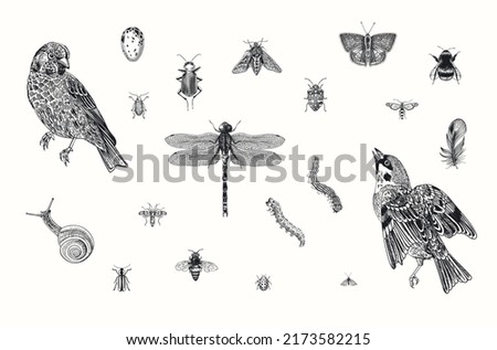 Birds and insects. Set. Vector vintage illustrations. Black and white 
