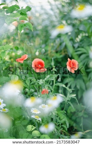 Poppies and daisies in the grass