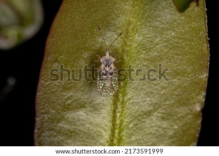 Small Lace Bug of the Family Tingidae Royalty-Free Stock Photo #2173591999