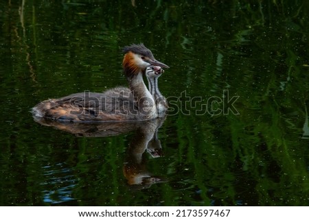 Photo series of Mother grebe and her beautiful  cute baby