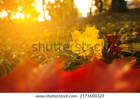 Yellow maple leaf on nature green park background. Colorful maple leaves on dry grass. Autumn mood. October, september, november. Fall background. Sunny autumn. Blurred foreground. Sunset.