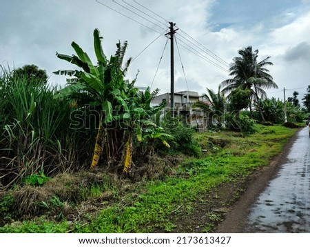 Side view of Beautiful sugarcane farmland surrounded by green trees with dark clouds on background. newly built bungalow or house in the middle of the farm, Picture captured during monsoon season.