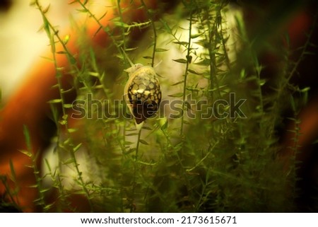 Physidae snail, bladder snails, family of air breathing freshwater snails, aquatic pulmonate gastropod molluscs. Aquascaping Animal macro close up photography with a focus gradient, soft background. Royalty-Free Stock Photo #2173615671