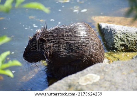 nutria sitting at the lake