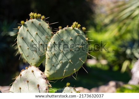 Cactus Opuntia leucotricha Plant with Spines Close Up. Green plant cactus with spines and dried flowers.Indian fig opuntia, barbary fig, cactus pear, spineless cactus, prickly pear. Royalty-Free Stock Photo #2173632037
