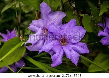 A closeup shot of a dark purple Clematis Cezanne flower on a blurred background