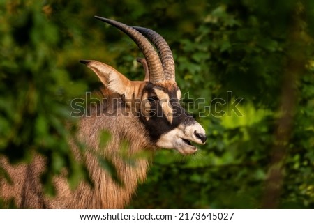 Roan Antelope - Hippotragus equinus, beautiful antelope from African savannahs and grasslands, Namibia. Royalty-Free Stock Photo #2173645027