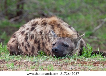 Young Spotted hyena resting at the entrance to the den in the Kruger Park, South Africa